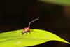 Beetles of Borneo
